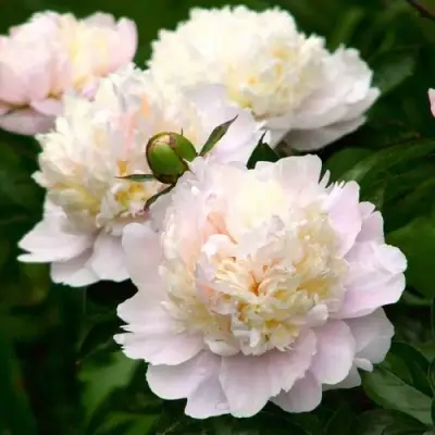 Пион ШИРЛИ ТЕМПЛ травянистый в Рогачеве