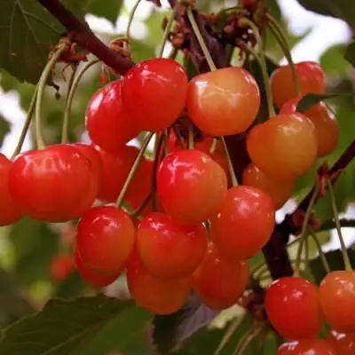 Черешня ФАТЕЖ в Рогачеве