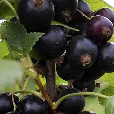 Смородина чёрная НЕСТЕР КОЗИН в Рогачеве