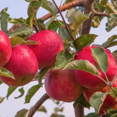 Яблоня РОЖДЕСТВЕНСКОЕ в Рогачеве