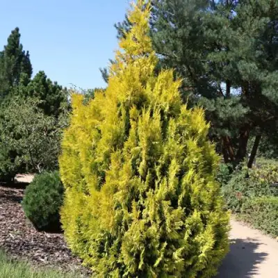 Туя СТОУНХАМ ГОЛД складчатая в Рогачеве