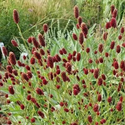 Кровохлебка БИТЛВИНГЗ в Рогачеве