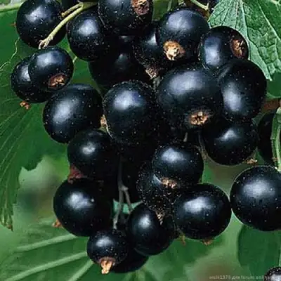 Смородина черная БЕН КОНАН в Рогачеве