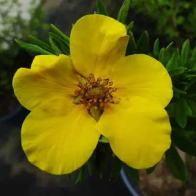 Лапчатка ГОЛДФИНГЕР кустарниковая в Рогачеве