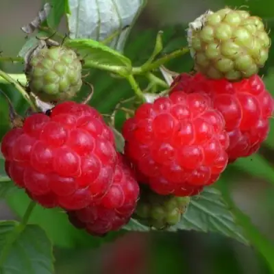 Малина СОЛНЫШКО в Рогачеве