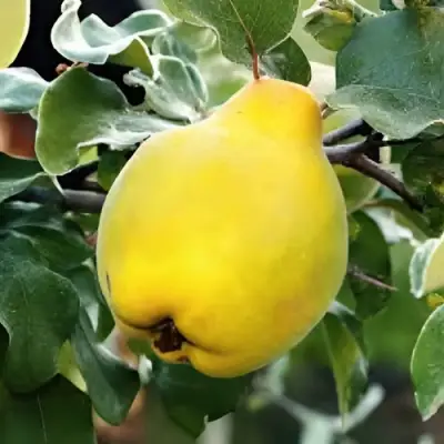 Айва МИР в Рогачеве