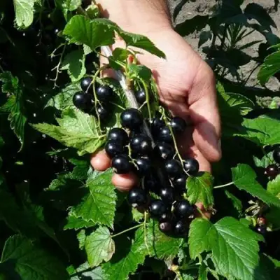 Смородина чёрная СЕЛЕЧЕНСКАЯ в Рогачеве