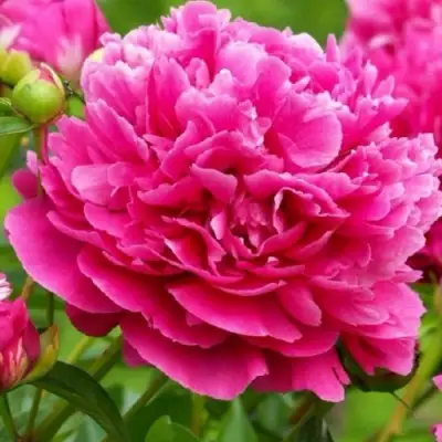 Пион НОЧНЫЕ ГРЕЗЫ древовидный в Рогачеве