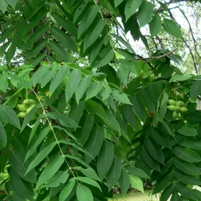 Орех МАНЬЧЖУРСКИЙ в Рогачеве