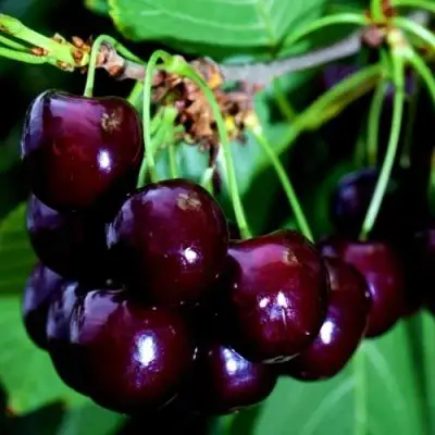 Дюк НОЧКА в Рогачеве