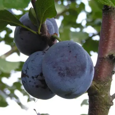 Слива ВЕНГЕРКА БЕЛОРУССКАЯ в Рогачеве