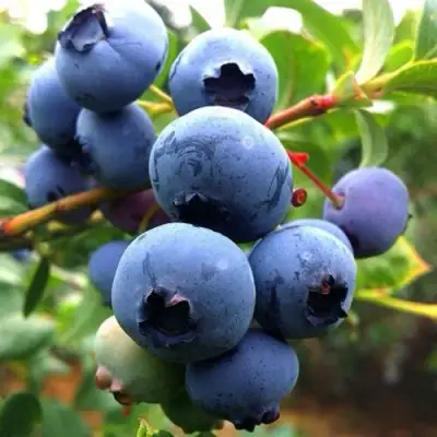 Голубика ДЮК в Рогачеве