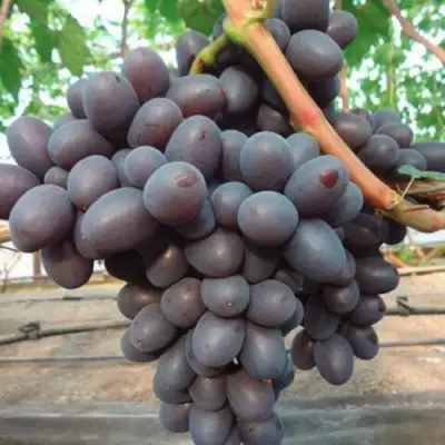 Виноград ПОДАРОК НЕСВЯТАЯ в Рогачеве