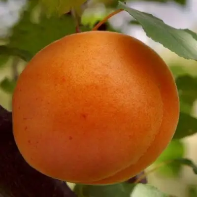 Абрикос ОЛИМП в Рогачеве