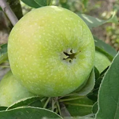 Яблоня РЕНЕТ СИМИРЕНКО в Рогачеве