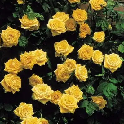 Роза ЛАНДОРА чайно-гибридная в Рогачеве