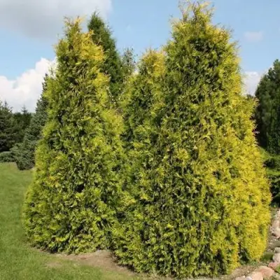 Туя АУРЕОСПИКАТА западная в Рогачеве