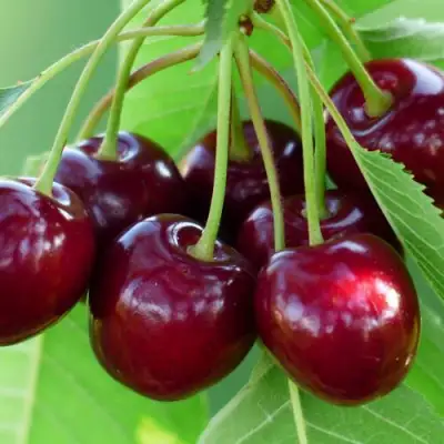 Дюк ЖИВИЦА (ЧЕРЕВИШНЯ) в Рогачеве