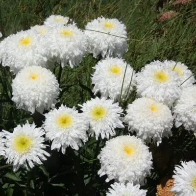 Нивяник ФИОНА ГОГХИЛЛ великолепный в Рогачеве