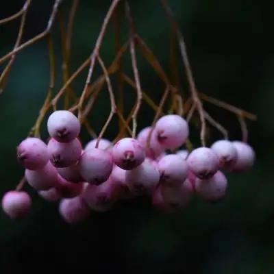 Рябина ПЕКИНСКАЯ сладкоплодная в Рогачеве