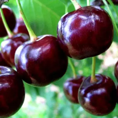 Дюк ЧУДО-ВИШНЯ в Рогачеве