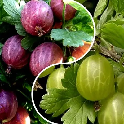 Комплект РЕДКИЙ СЧАСТЛИВЧИК в Рогачеве