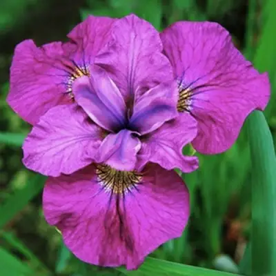 Ирис СИ Я ЛЕЙТЕР сибирский в Рогачеве