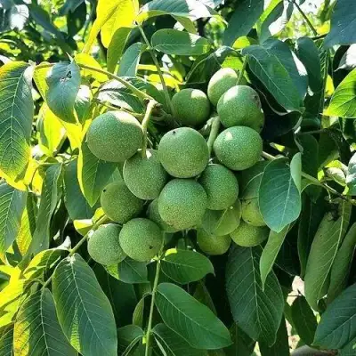 Грецкий орех  ИЗЯЩНЫЙ в Рогачеве