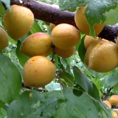 Абрикос МАНИТОБА в Рогачеве