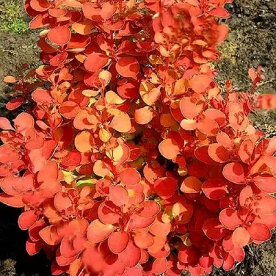 Барбарис ОРАНЖ ФАЙЕР тунберга в Рогачеве