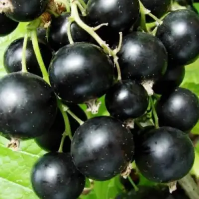 Смородина черная КЛУССОНОВСКАЯ в Рогачеве