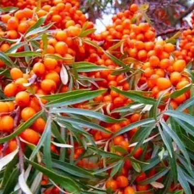 Облепиха ВОРОБЬЕВСКАЯ в Рогачеве