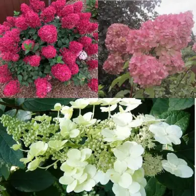 Комплект САД ЭМОЦИЙ в Рогачеве