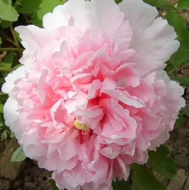 Пион БУКЕТ РОЗОВЫХ ГВОЗДИК древовидный в Рогачеве