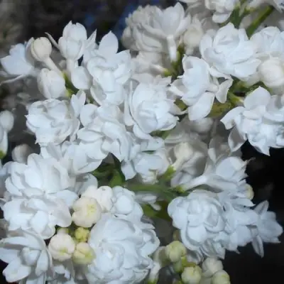 Сирень МИСС ЭЛЕН ВИЛМОТТ в Рогачеве