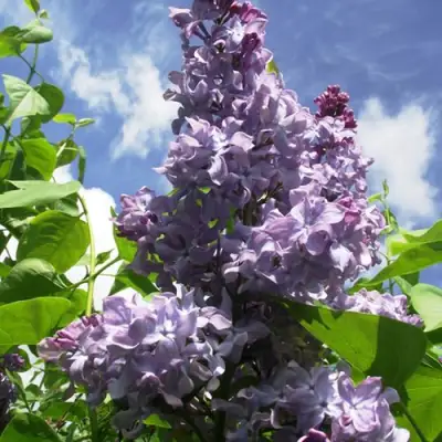 Сирень КРЫЛЬЯ НАДЕЖДЫ в Рогачеве