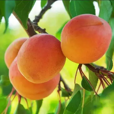 Абрикос ДЕБЮТ в Рогачеве