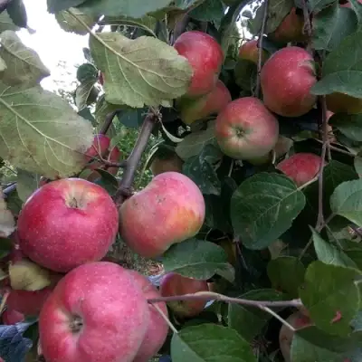 Яблоня АЛЬВА в Рогачеве