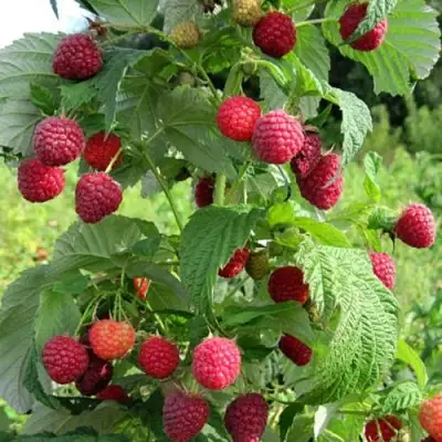 Малина БРУСИЛОВСКАЯ в Рогачеве