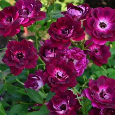 Роза БУРГУНДИ АЙС флорибунда в Рогачеве