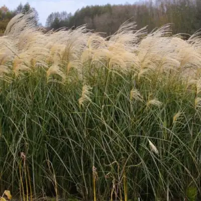 Мискантус ВАНИЛЛА СКАЙ китайский в Рогачеве