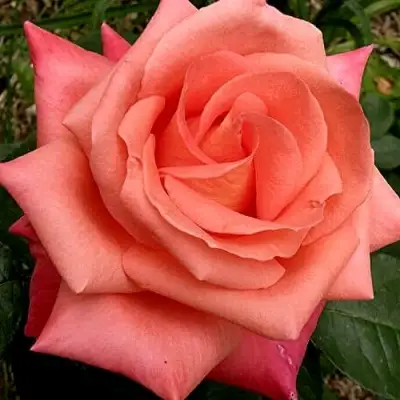 Роза ФОЛЬКЛОР чайно-гибридная в Рогачеве