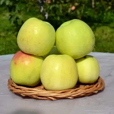 Яблоня БИРСКОЕ ГРУШЕВОЕ (БИЧИК) в Рогачеве