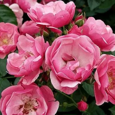 Роза АНГЕЛА флорибунда в Рогачеве