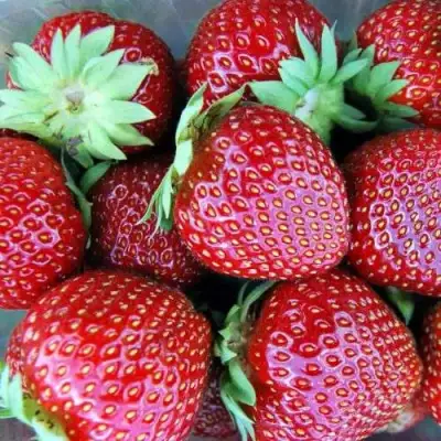 Клубника МАЛЬВИНА в Рогачеве