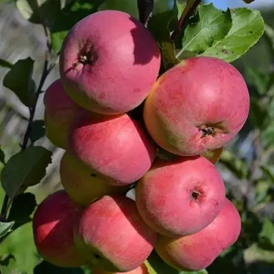 Яблоня ВЭМ-РОЗОВЫЙ в Рогачеве