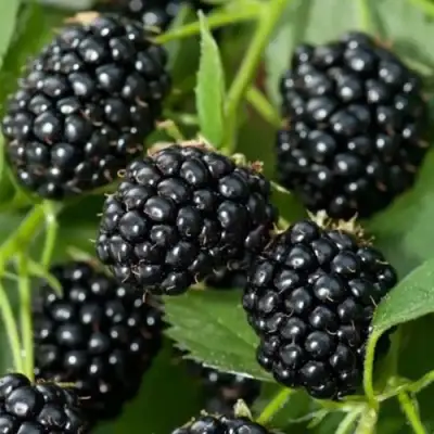 Ежевика ТРИПЛ КРАУН бесшипная  в Рогачеве