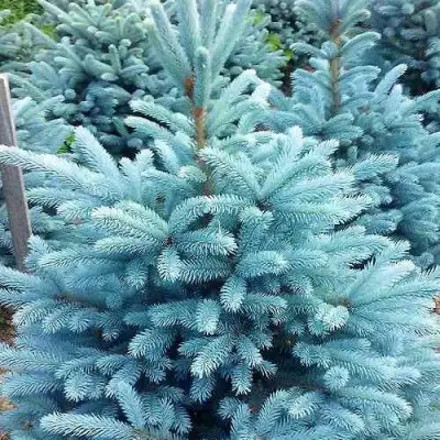 Ель МАДЖЕСТИК БЛЮ колючая в Рогачеве