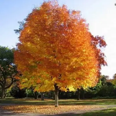 Клен серебристый в Рогачеве