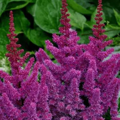 Астильба БЛЭК ЭНД БЛУ китайская в Рогачеве